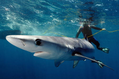 Terrible Shark attacks reported at Eagles.